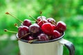 Ripe Organic Freshly Picked Sweet Cherries in Vintage Enamel Mug on Green Foliage Garden Nature Background. Summer Harvest Vitamin Royalty Free Stock Photo