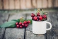 Ripe Organic Freshly Picked Sweet Cherries in Vintage Enamel Mug on Green Foliage Garden Nature Background. Summer Harvest Vitamin Royalty Free Stock Photo