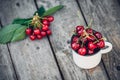 Ripe Organic Freshly Picked Sweet Cherries in Vintage Enamel Mug on Green Foliage Garden Nature Background. Summer Harvest Vitamin Royalty Free Stock Photo