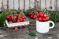 Ripe Organic Freshly Picked Sweet Cherries in Vintage Enamel Mug on Green Foliage Garden Nature Background. Summer Harvest Vitamin Royalty Free Stock Photo