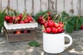 Ripe Organic Freshly Picked Sweet Cherries in Vintage Enamel Mug on Green Foliage Garden Nature Background. Summer Harvest Vitamin Royalty Free Stock Photo