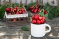 Ripe Organic Freshly Picked Sweet Cherries in Vintage Enamel Mug on Green Foliage Garden Nature Background. Summer Harvest Vitamin Royalty Free Stock Photo