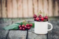 Ripe Organic Freshly Picked Sweet Cherries in Vintage Enamel Mug on Green Foliage Garden Nature Background. Summer Harvest Vitamin Royalty Free Stock Photo