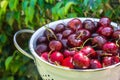 Ripe Organic Freshly Picked Sweet Cherries in White Metal Colander on Green Tree Foliage in Garden. Nature Background. Summer Royalty Free Stock Photo
