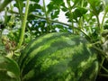 Ripe organic gardening: watermelon in the garden, selective focus Royalty Free Stock Photo