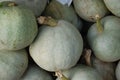 Ripe organic grey pumpkins