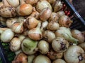 Ripe, organic grown, white and golden onions harvested in summer. Close-up of organically grown onions in a plastic box