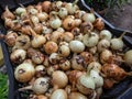 Ripe, organic grown, white and golden onions harvested in summer. Close-up of organically grown onions in a plastic box