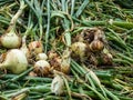 Ripe, organic grown, white and golden onions harvested in summer with green chives and still covered with soil drying in bright Royalty Free Stock Photo