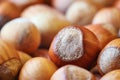 Ripe organic hazelnuts Royalty Free Stock Photo