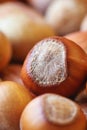 Ripe organic hazelnuts Royalty Free Stock Photo