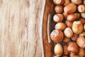 Ripe organic hazelnuts Royalty Free Stock Photo