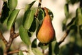 Ripe organic home grown pear ready for picking surrounded with green leaves and branches planted in local home garden