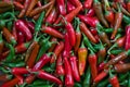 Ripe organic hot red and green chili peppers Royalty Free Stock Photo