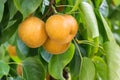 Ripe organic nashi pears hanging on nashi pear tree Royalty Free Stock Photo