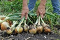 Ripe organic onion harvesting