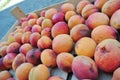 Ripe organic orange apricots packed in a wooden crate Royalty Free Stock Photo