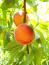 Ripe Organic Peach