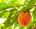 Ripe Organic Peach