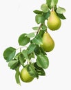 Ripe organic pears on branch with leaves isolated on white background Royalty Free Stock Photo