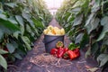 Ripe organic peppers in commercial greenhouse. Royalty Free Stock Photo