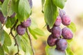 Ripe organic plums fruits on the tree branch close up