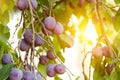 Ripe organic plums fruits on the tree branch in sunlight Royalty Free Stock Photo