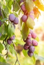 Ripe organic plums fruits on the tree branch in sunlight Royalty Free Stock Photo