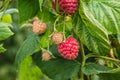 Ripe organic raspberry, growing on a branch. Royalty Free Stock Photo
