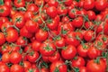 The ripe organic red bunch tomatoes. Royalty Free Stock Photo