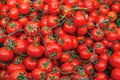 The ripe organic red bunch tomatoes.