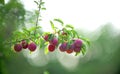 Ripe organic  Red Plums on branch Royalty Free Stock Photo