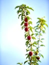 Ripe organic  Red Plums on branch Royalty Free Stock Photo