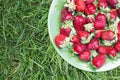 Ripe organic strawberries on the plate on green grass
