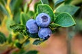 Ripe organic sweet blueberries on the twig Royalty Free Stock Photo
