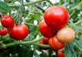 Ripe organic tomato plant growing in garden Royalty Free Stock Photo