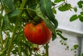 Ripe organic tomatoes in garden ready to harvest