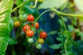 Ripe organic tomatoes in garden ready to harvest, Fresh tomatoes Royalty Free Stock Photo