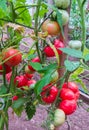 Ripe organic tomatoes in garden ready to harvest