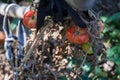 Ripe organic tomatoes on the plant, at the end of the season, late summer tomatoes on dry bush, dried leaves