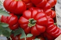 Ripe tomatoes in a wooden box in the garden