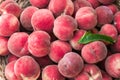 Ripe organic white flash peaches in basket with peach tree leaf Royalty Free Stock Photo