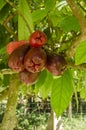 Ripe Otaheite Apples Bunch On Branch