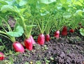 Ripe oval red radishes Royalty Free Stock Photo