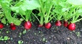 Ripe oval red radishes Royalty Free Stock Photo