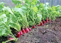 Ripe oval red radishes in the garden Royalty Free Stock Photo