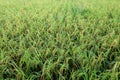 Field of paddy plant in Borneo Royalty Free Stock Photo