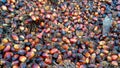 ripe palm fruit bunches