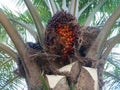 Ripe palm fruit bunches are characterized by fresh red