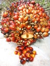 Ripe palm fruit that can be harvested
